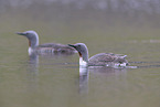red-throated diver