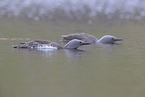 red-throated diver
