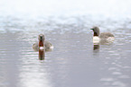 red-throated diver