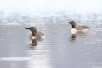 red-throated diver