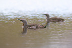 red-throated diver