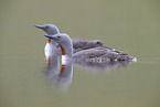red-throated diver