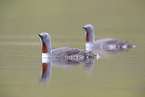 red-throated diver