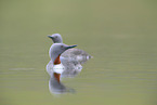 red-throated diver