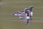 red-throated diver