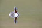 red-throated diver