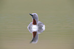 red-throated diver