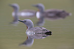 red-throated diver