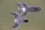 red-throated diver