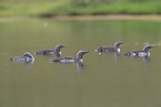 red-throated diver