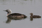 red-throated diver
