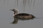 red-throated diver