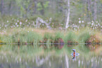 red-throated diver