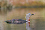 red-throated diver