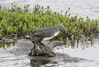 red-throated diver