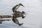 red-throated diver