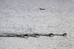 red-throated diver