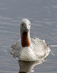 red-throated diver