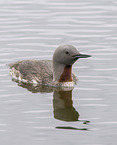 red-throated diver