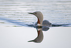 red-throated diver