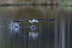 red-throated diver