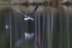 red-throated diver