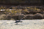 red-throated diver