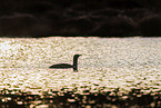 red-throated diver