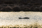 red-throated diver
