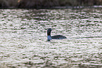 red-throated diver