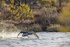 red-throated diver