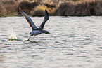 red-throated diver