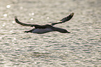 red-throated diver