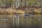 red-throated diver