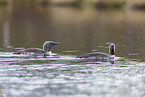 red-throated diver