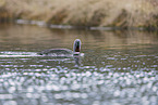 red-throated diver