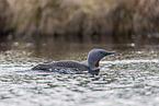 red-throated diver