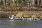 red-throated diver