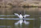 red-throated diver