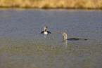 red-throated diver
