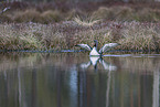 red-throated diver