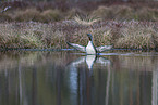 red-throated diver
