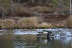 red-throated diver