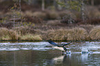 red-throated diver