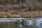 red-throated diver