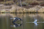red-throated diver