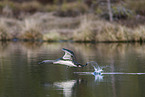 red-throated diver
