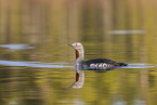 red-throated diver
