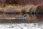 red-throated diver
