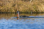 red-throated diver